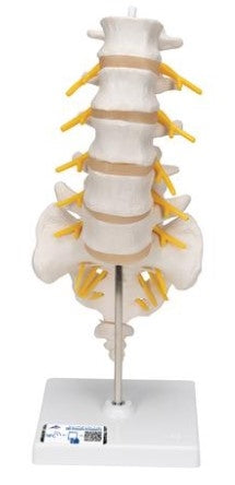 Lumbar Human Spinal Column Model - 3B Smart Anatomy