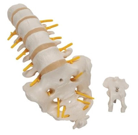 Lumbar Human Spinal Column Model - 3B Smart Anatomy