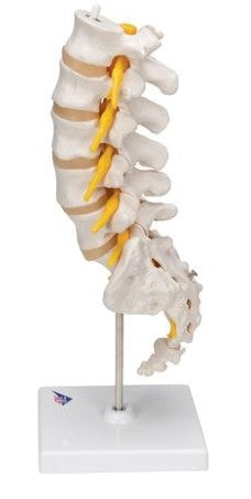 Lumbar Human Spinal Column Model - 3B Smart Anatomy