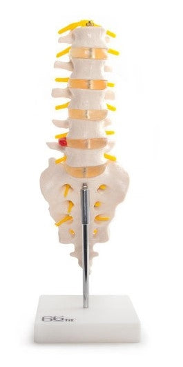 Anatomical Lumbar Vertebrae With Sacrum/Coccyx/Herniated Disc