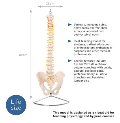 manual handling spinal column on stand